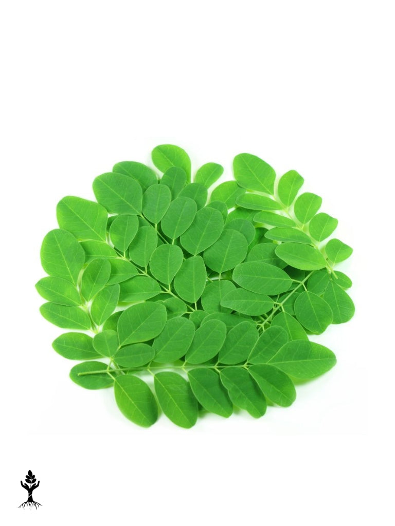 Moringa Leaf